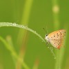 雨に濡れて