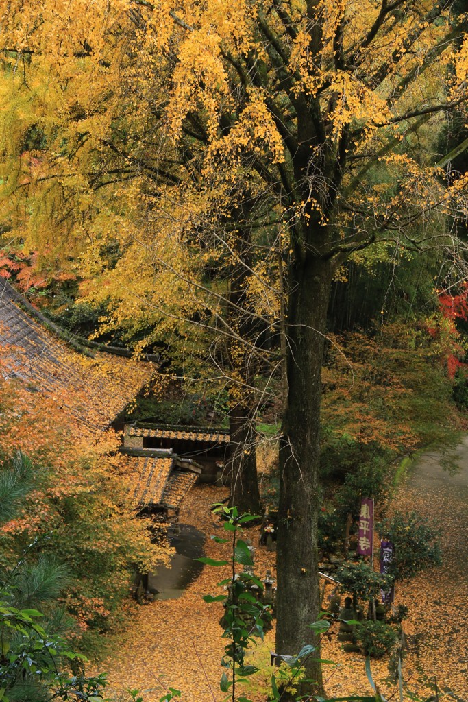 康平寺の秋