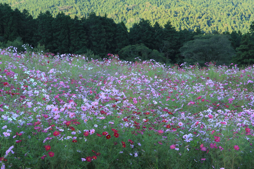 IMG_2724kコスモス