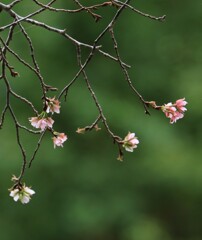 公園の山桜が咲いていました