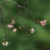 公園の山桜が咲いていました