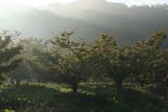 霧の朝
