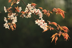 山桜