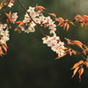山桜