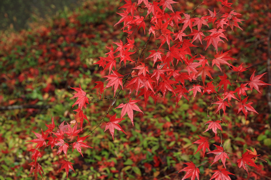 雨に映える紅葉