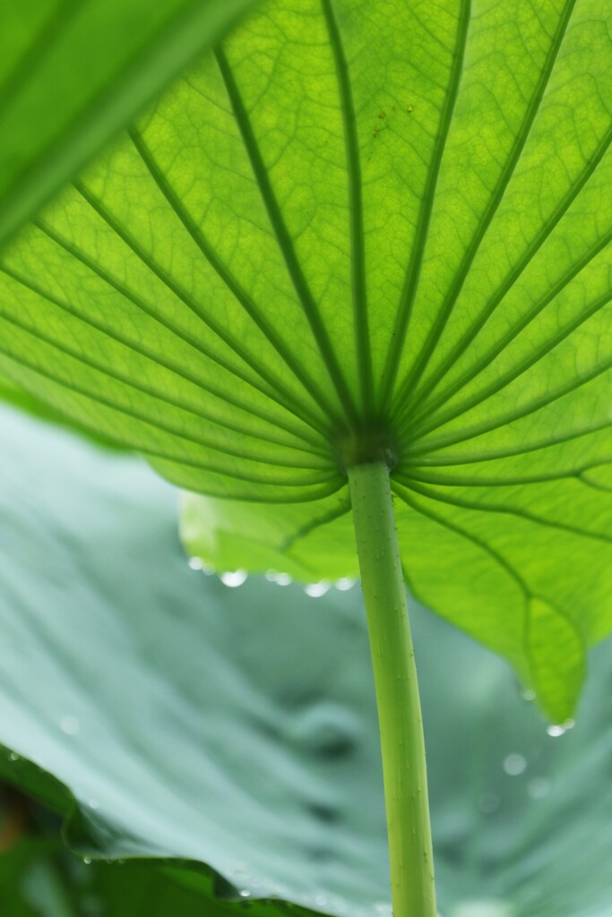 雨の日に