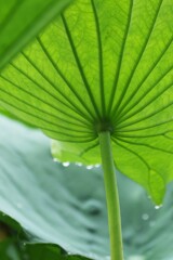 雨の日に