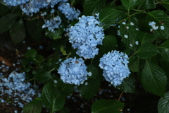 雨にうたれて