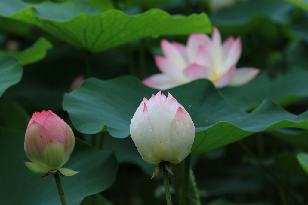 蓮の花