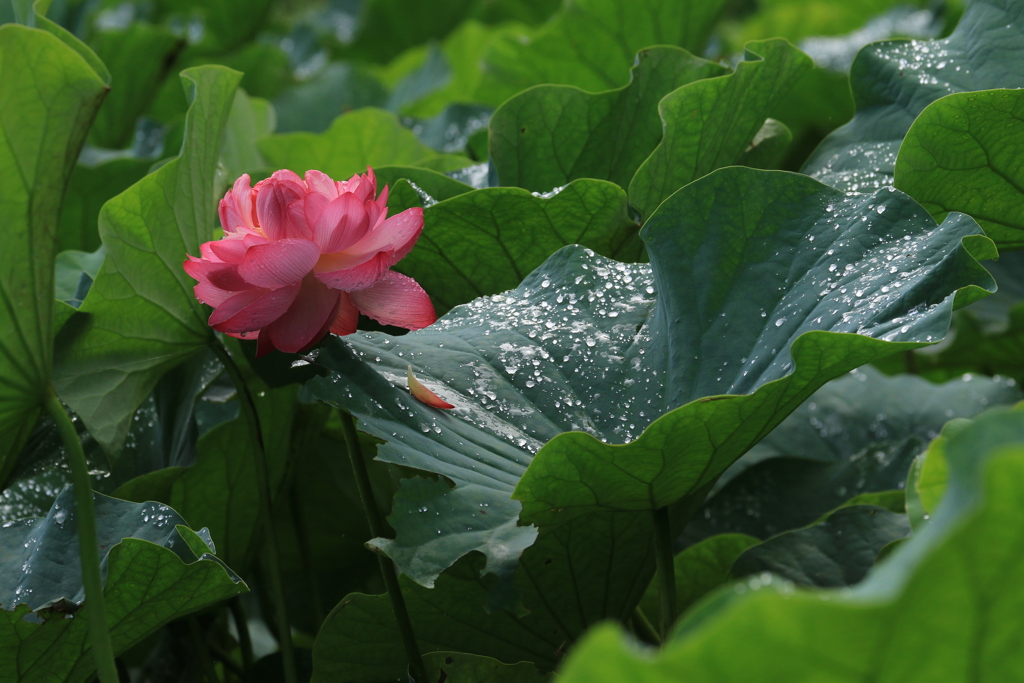 雨あがり