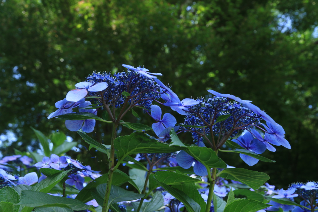 ブルーな紫陽花