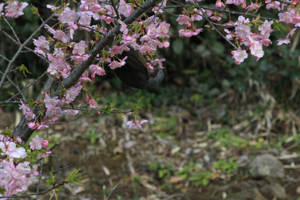 IMG_5545春のごちそう