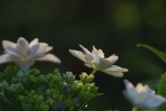 墨田の花火
