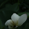 清らか