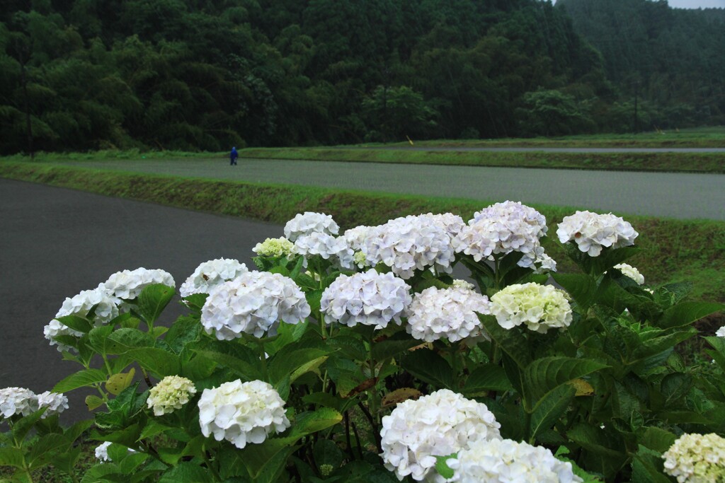 梅雨のころ