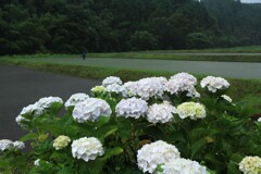 梅雨のころ