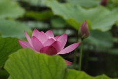 慈愛