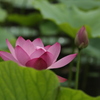 慈愛