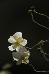 シュウメイギク