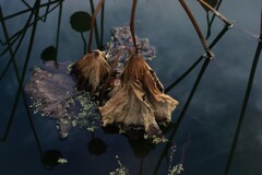 冬の蓮池
