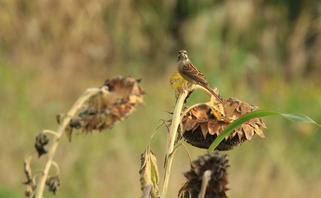 IMG_8644ちょっと一休み