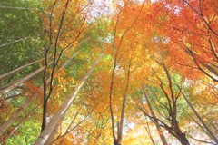 竹林の秋