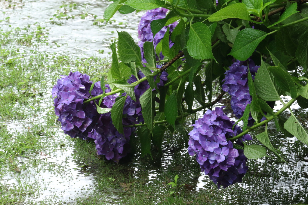 雨にうたれて