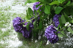 雨にうたれて