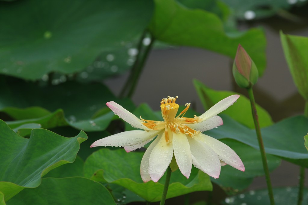 雨上がりの蓮