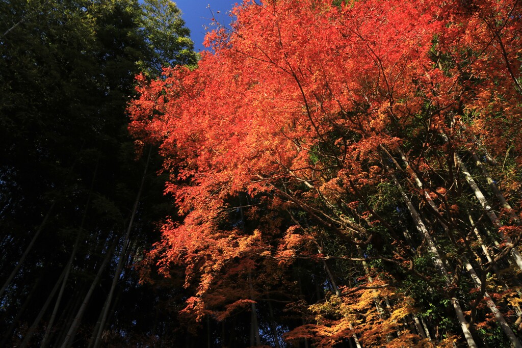 燃えるようなモミジ