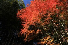 燃えるようなモミジ