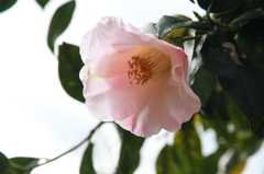 雅