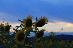 夕暮れひまわり