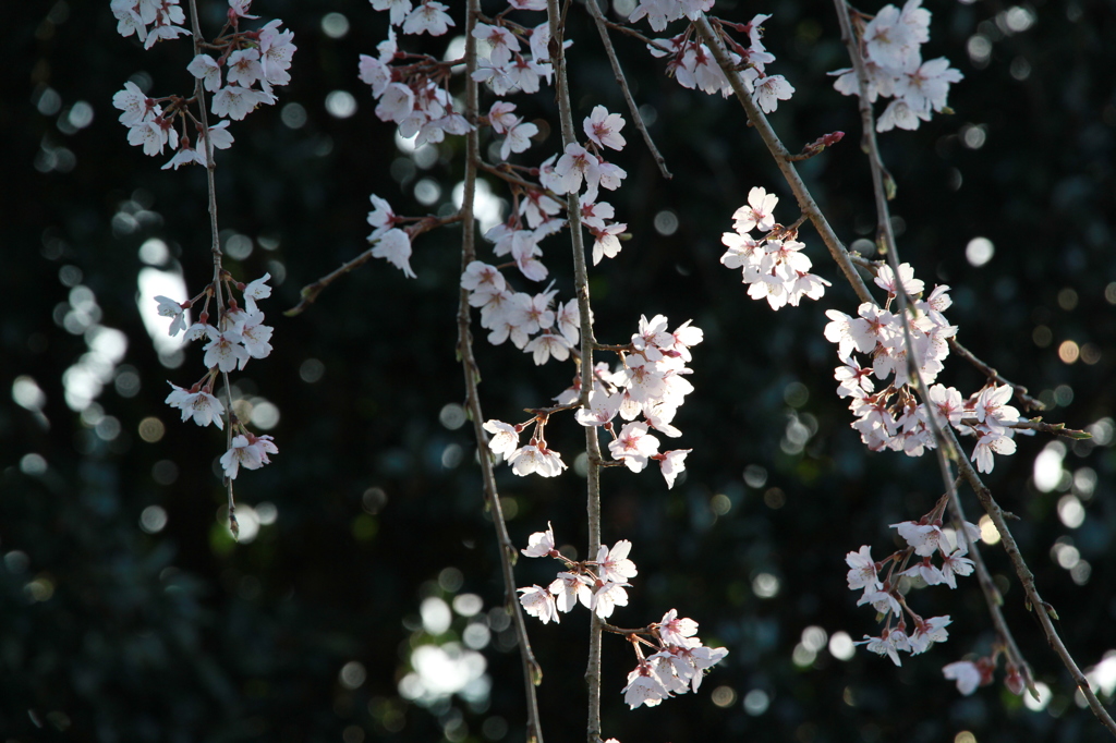 しだれ桜