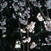 しだれ桜