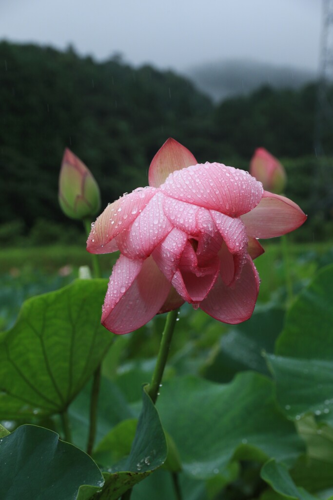 雨にうたれて