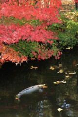 泉水の秋