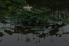 水面に咲く