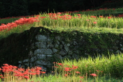 IMG_6188棚田　彼岸花