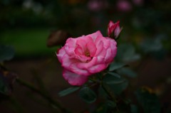 ピンクの薔薇