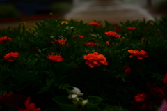赤薔薇２