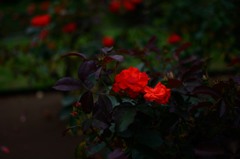 双子の赤薔薇