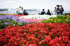山下公園の夏
