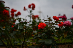 赤薔薇