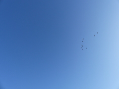 P1020847