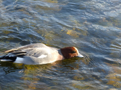 P1020451