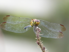 P1000431