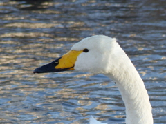 P1020521