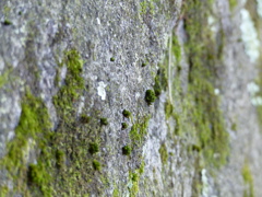 P1000614