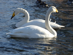 P1020476